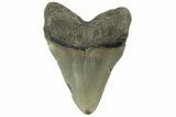 Serrated, Fossil Megalodon Tooth - North Carolina #219493-1